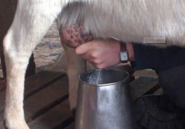 Молочные козы будут давать более питательное молоко, если, кроме полноценного доения, их еще доят три-четыре раза
