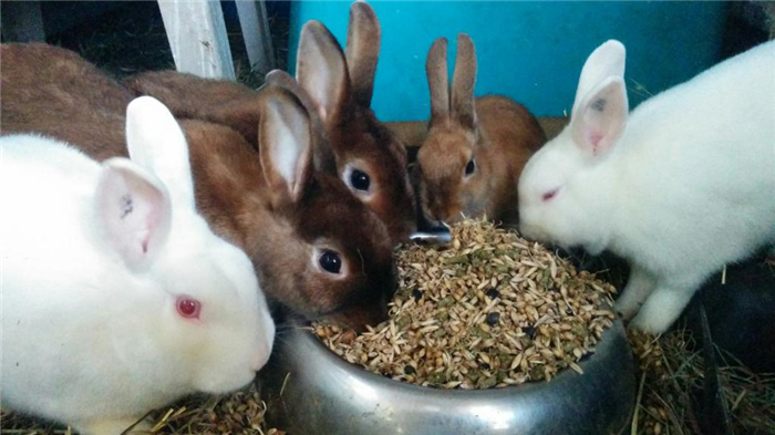 Кролики едят зерно
