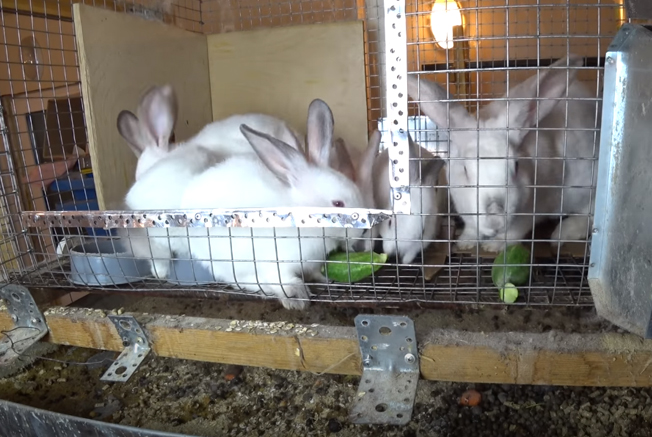 Суточная норма кормления кроликов