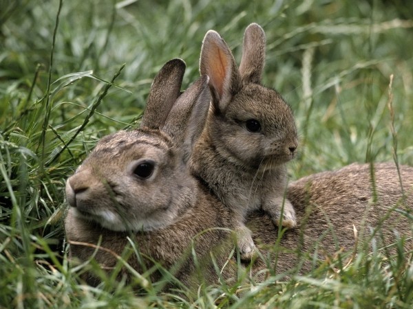Кролик и кролик