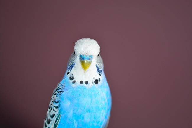 Голубой попугай