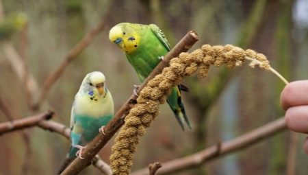 Красивые и оригинальные имена для маленьких попугайчиков