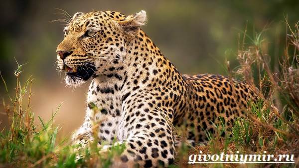 Леопард-животное-леопард-образ жизни и среда обитания-5