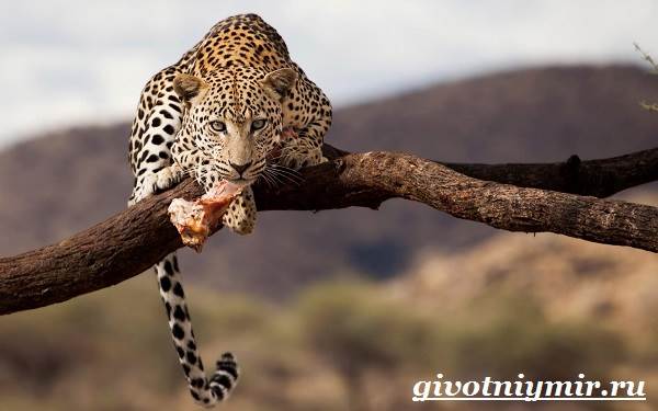 Леопард-животное-леопард-образ жизни-и-среда обитания-6