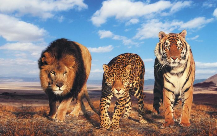 Естественные враги леопарда