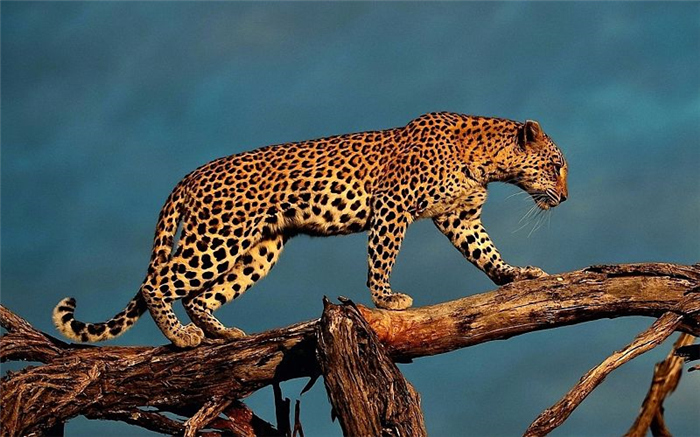 леопард на дереве