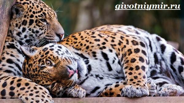 Леопард-животное-леопард-образ жизни-и-среда обитания-4