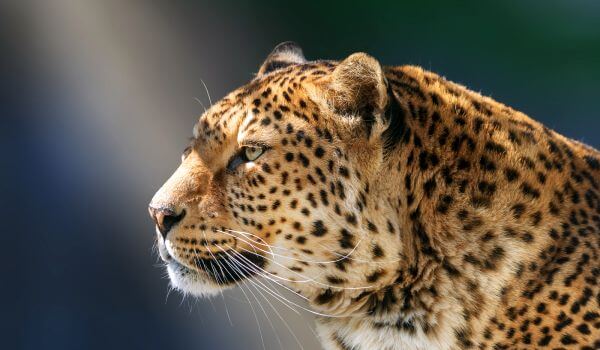 Фото: Красная книга дальневосточного леопарда