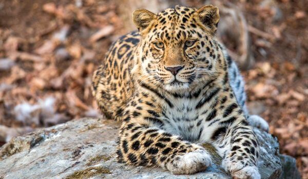 Фото: дальневосточный леопард