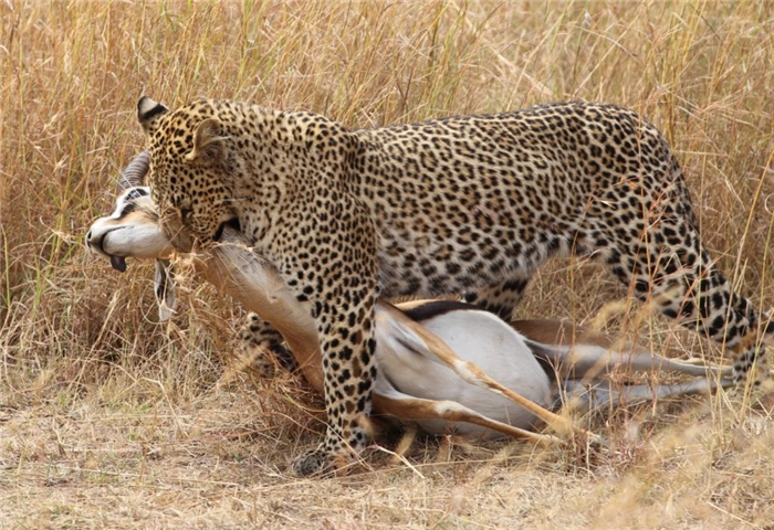 охота на леопарда