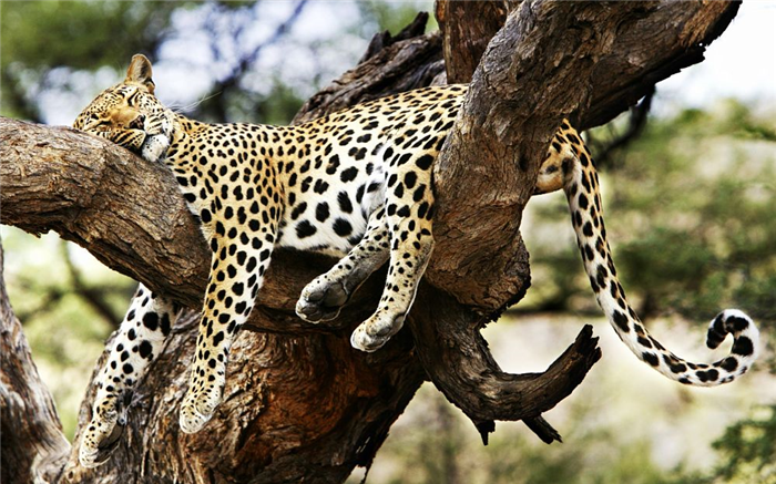 леопард спит на дереве