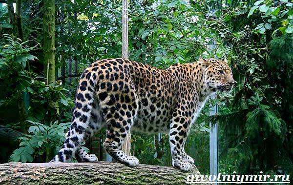 Леопард-животное-леопард-образ жизни и среда обитания-2