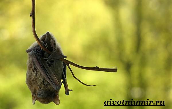 Летучая мышь-животное-летучая мышь-образ жизни-и-среда обитания-6