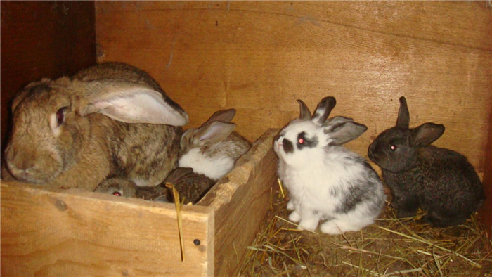 Беременный кролик