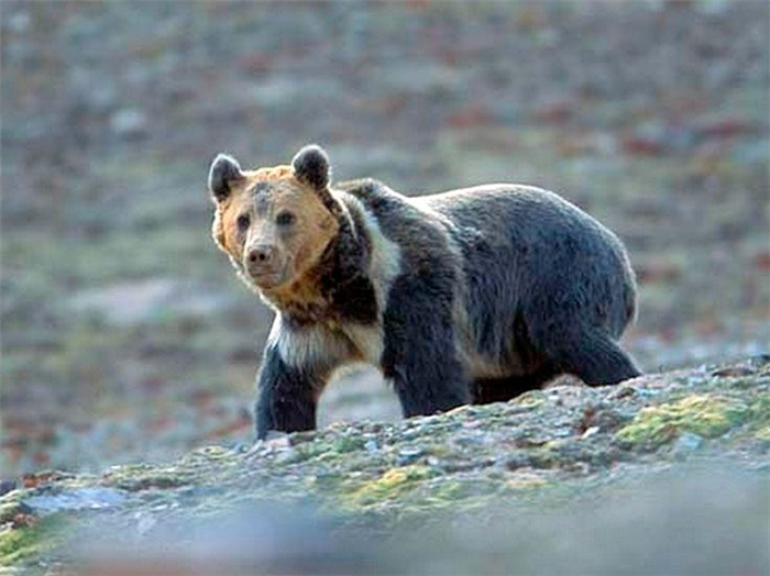 Тибетский бурый медведь