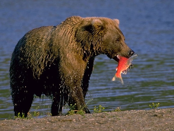 Самец и самка бурого медведя: основные отличия