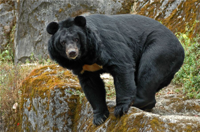 Уссурийский бурый медведь