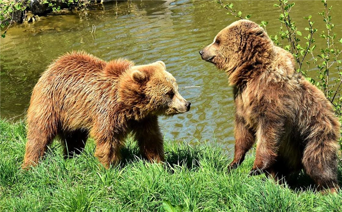 Бурый медведь: фото, описание, образ жизни, среда обитания