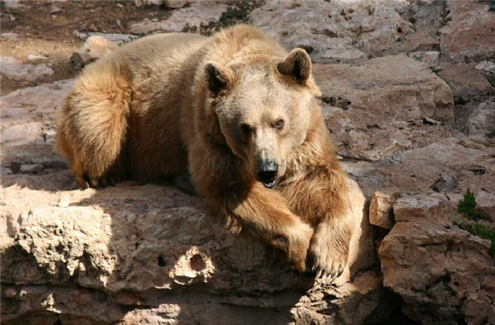 Тянь-Шаньский бурый медведь