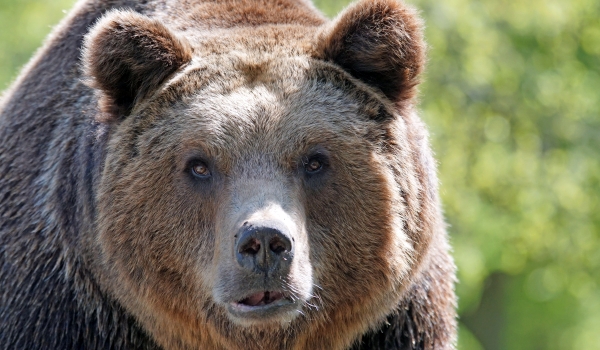Характеристики бурого медведя