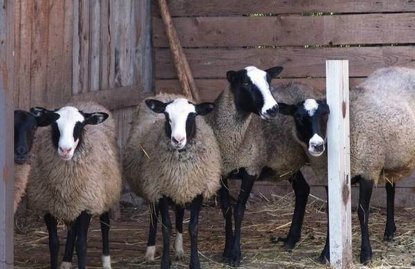 Овцы-животное-описание-характеристики-виды-образ жизни-и-среда обитания-овцы-9