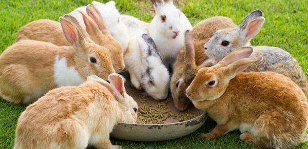 сколько раз кормить кроликов