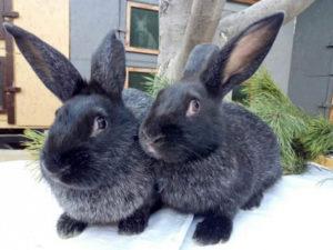 Описание и особенности полтавских серебристых кроликов, уход за ними