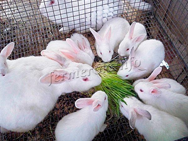 Молодых кроликов, как и взрослых, обычно кормят 2-3 раза в день