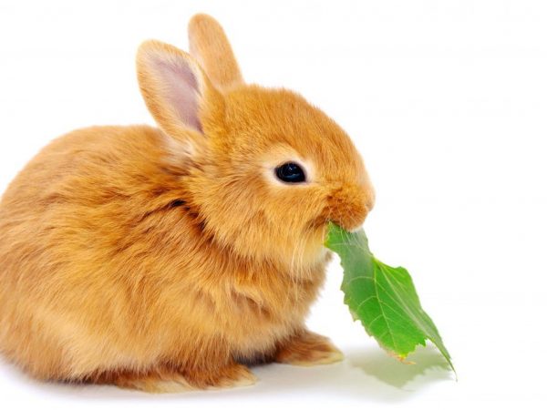 Кролик диета
