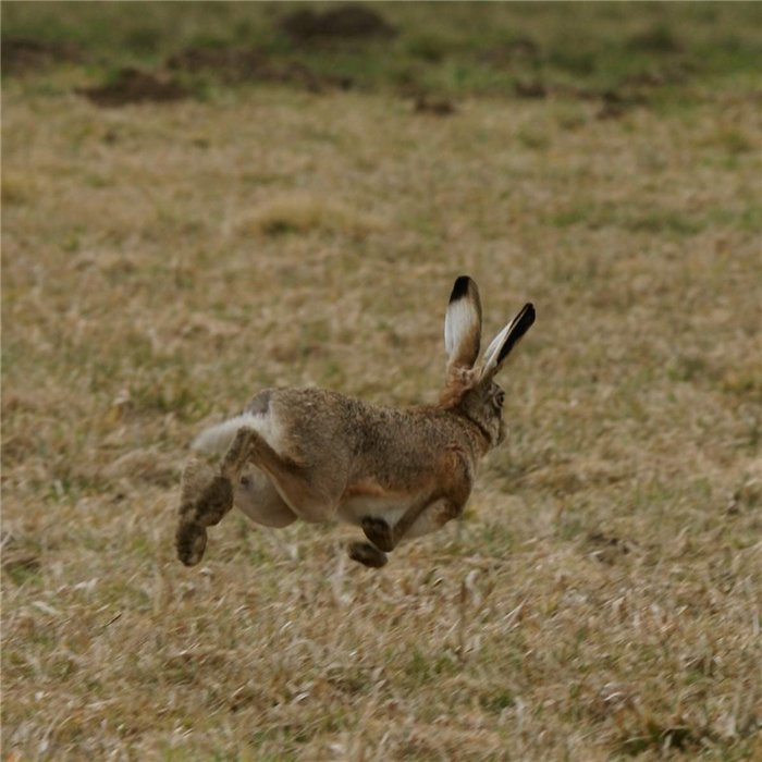 Зайцы-русаки ведут одиночный образ жизни.
