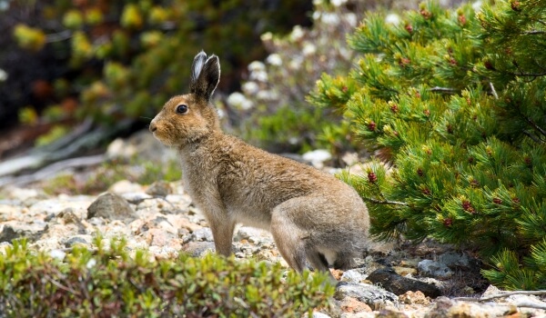 Фото: животное заяц заяц
