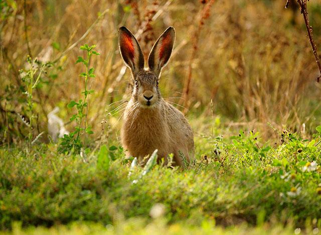 Продолжительность жизни зайца в дикой природе составляет от 5 до 9 лет