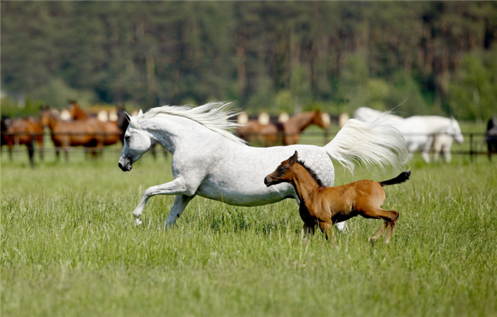 Спаривание лошадей на природе