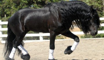 Фризская лошадь, wallpapersmag.com