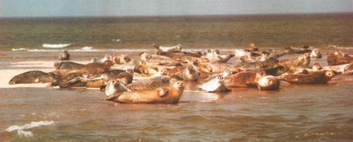Пятнистые тюлени греются на песчаных отмелях побережья Норфолка