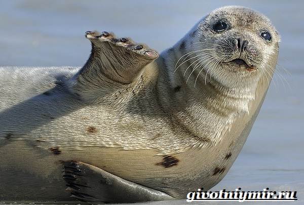 Тюлень-животное-образ жизни-и-среда обитания-тюлень-2