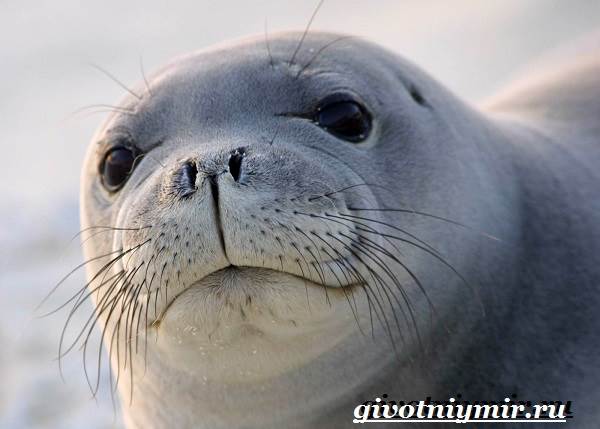 Тюлень-животное-образ жизни-и-среда обитания-тюлень-1