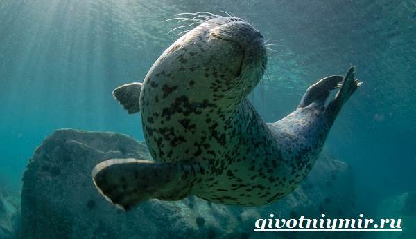 Тюлень-животное-образ жизни-и-среда обитания-тюлень-4