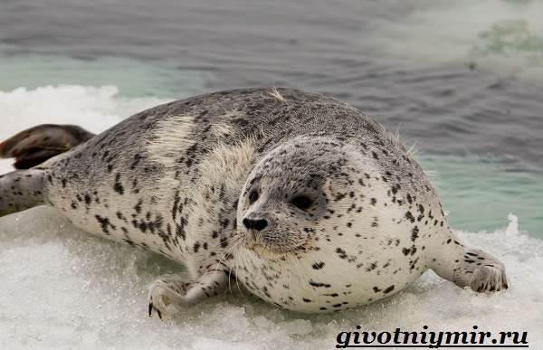 Тюлень-животное-образ жизни-и-среда обитания-тюлень-3