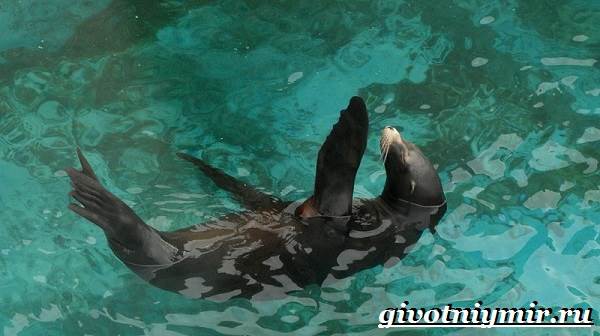 Тюлень-животное-образ жизни-и-среда обитания-тюлень-5