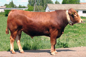 Мясная порода крупного рогатого скота