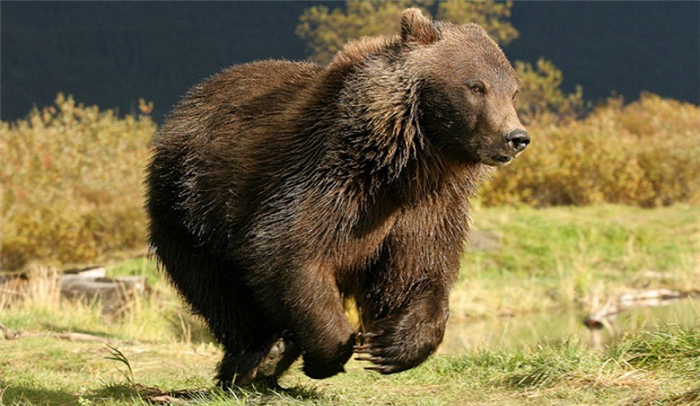 Медведь может развивать скорость до 55 км/ч
