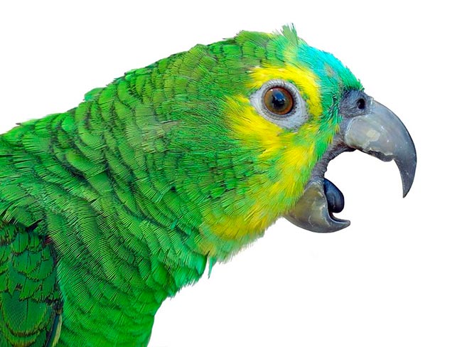 как отучить попугая кусаться