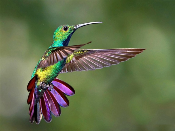 Фото хвоста колибри