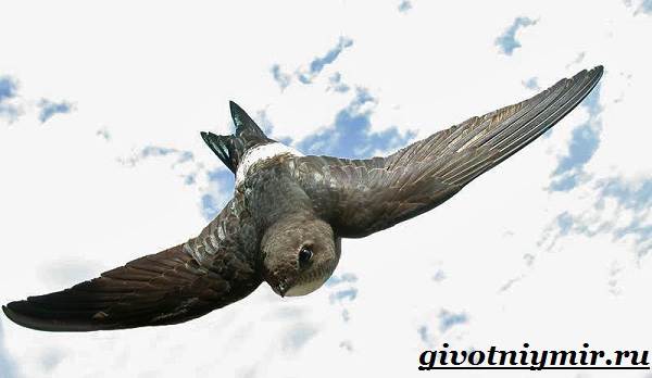 Стриж-птица-образ жизни-и-среда обитания-стриж-6