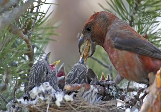 Какая птица выращивает птенцов зимой?