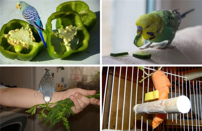 Овощи и фрукты для попугаев