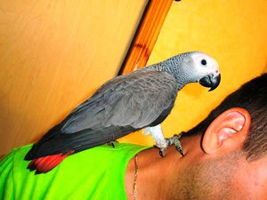 Серый попугай Жако — фото птицы.