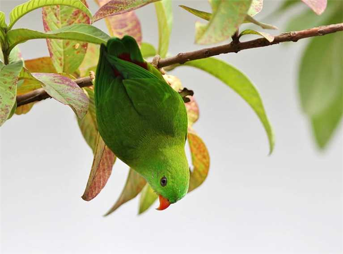 Сколько видов попугаев существует в мире