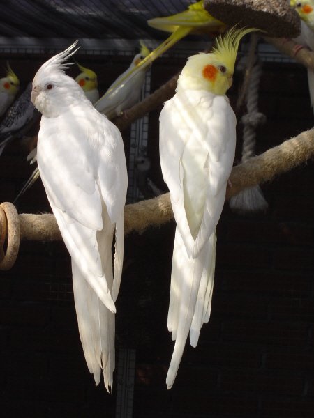Виды попугаев: какаду